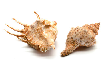 two seashells on a white background