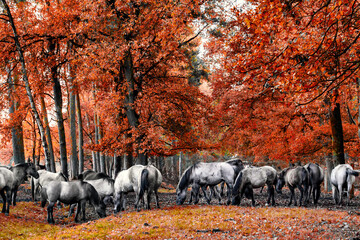 Wildpferde im Herbstwald