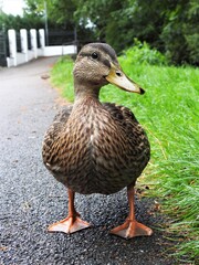 Ente