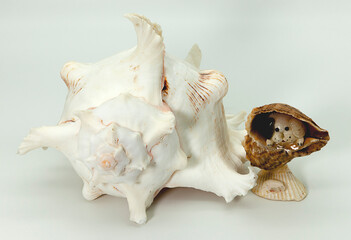 seashell and puppy in seashell on white background
