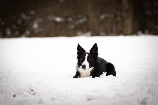 Border collie is lying in snow. Winter photo from czech castle Konopiste. I love dogs on snow.
