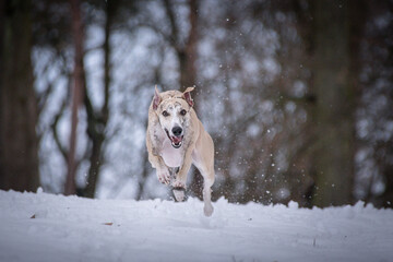 Whippet Dog is jumping in snow. he is so happy outside. Dogs in snow is nice view