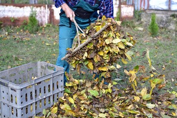 Farmer loads traditionally with rake yellow autumn leaves into a crate in the village