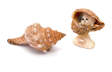 seashell and puppy in seashell on white background