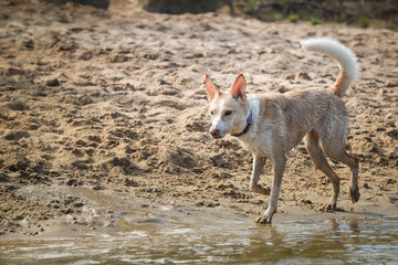 white mix dog is running in the water. It was autumn photo workshop.