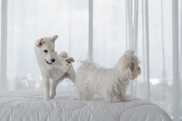 portrait of two little small white dog puppy playing together on bed