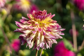 Multicolored (dark pink, yellow and white) dahlia close-up in fall in October morning 2020.