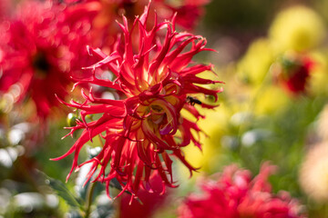 Multicolored dahlia on the red and yellow blur background in Ocotber sunny Morning.2020