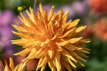 Multicolored dahlia on green-orange-rose background. Ocober morning 2020