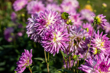 Multicolored dahlia (white, violet/white) in October sunny morning.2020. On the side.