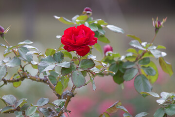 道端に咲く赤色の薔薇の花。秋。
Red rose flower that blooms in autumn.
Flowers blooming on the roadside.