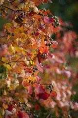 Obraz premium red autumn leaves