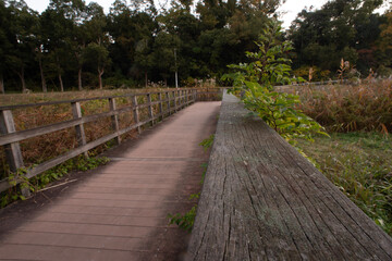 path in the park