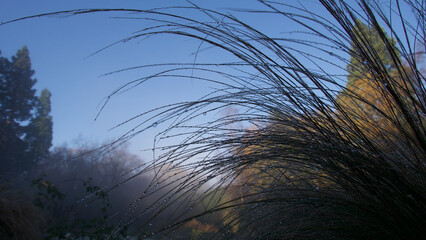 Dew drops on ornamental grass on misty morning with blue sky