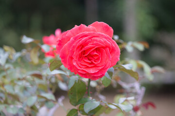 道端に咲く赤色の薔薇の花。秋。
Red rose flower that blooms in autumn.
Flowers blooming on the roadside.