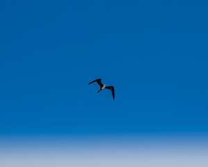 Fototapeta na wymiar pelicano volando