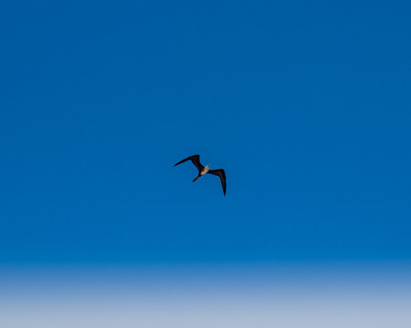 pelicano volando