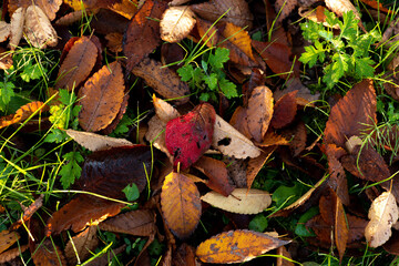 autumn leaves on the ground