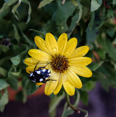 beetle on yellow daisy flower