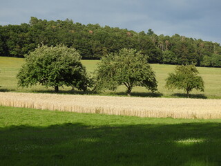Obraz premium Landschaft, Getreide, Baum