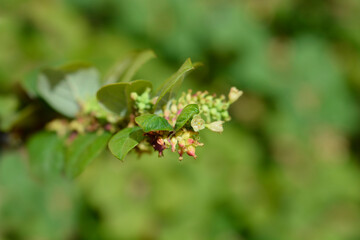 Coralberry