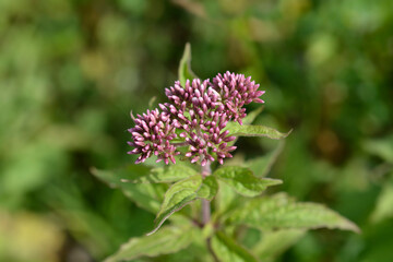 Hemp agrimony