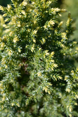 Juniper Hulsdonk Yellow