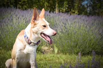 yellow mix breed dog is sitting in nature between roses and levander. She is so funny dog.