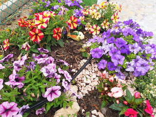 Colorful Petunia flowers blooming in a flowerbed.