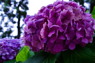 lilac flowers in the garden