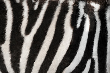 Fototapeta na wymiar a zebra skin texture background