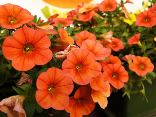 Close up of orange petunia or calibrachoa flowers.
