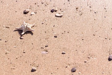 Starfish in the Sand