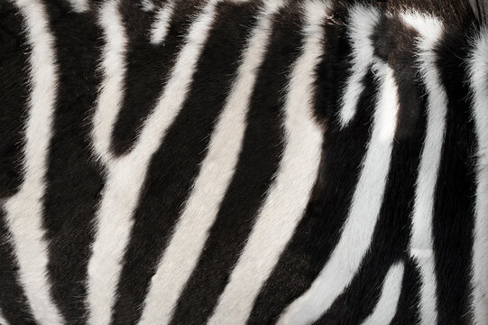 a zebra skin texture background