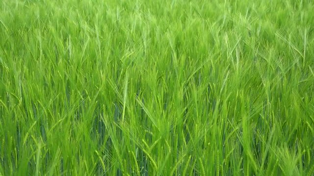 Junge gr&uuml;ne Gerste - Pflanzen auf einem Feld in Nahaufnahme von oben