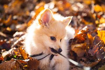 Pomeranian puppy in the foliage, sweet dog