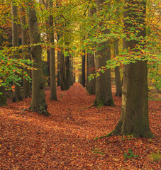 Path covered in brown leaves in lush autumn woods.