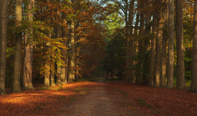 Path in sunny autumn woodland.