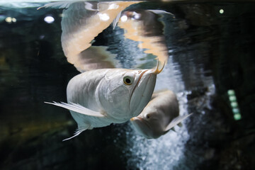 Couple aravana fishes underwater