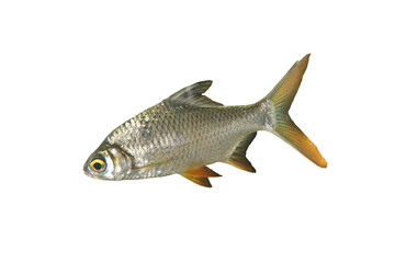 Thai Carp Fish or Red Tinfoil Barb (Barbus altus) fish isolated on white background