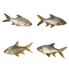 Set of Thai Carp Fish or Red Tinfoil Barb (Barbus altus) fish isolated on white background