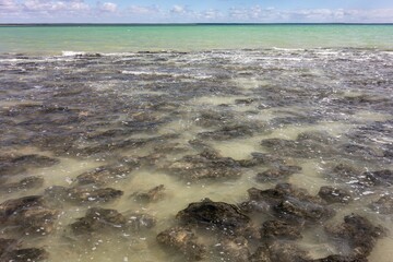 The stromatolities structures in a sea in Hamelin Pool Marine Nature Reserve in Shark Bay, Western Australia