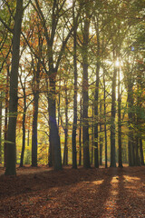 Sunlight through trees in autumn forest.