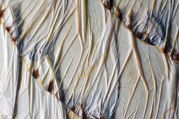 Closeup shot of beautiful dried butterfly wings