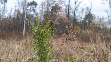 Small pine tree close-up and autumn forest in the background.  Beautiful peaceful relaxing landscape.