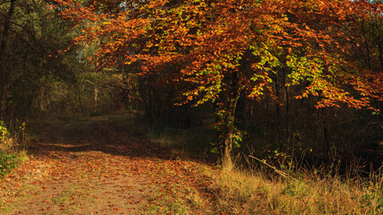 Tree with brown and yellow leaves on a sunny autumn day.