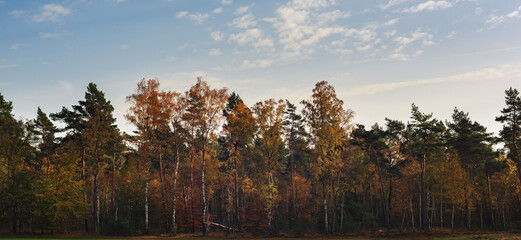 Pine and birch trees under blue cloudy sky on a sunny autumn afternoon.