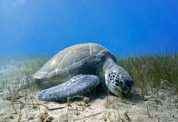 Sea turtle on seabed of grass