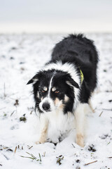 Tricolor border collie is going on the field in the snow. He is so fluffy dog.