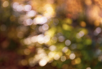 Obraz premium Blurred bright autumn background.